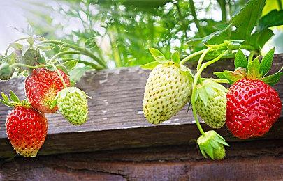 《米德加尔的部落》宣布将上调Steam土阿区售价